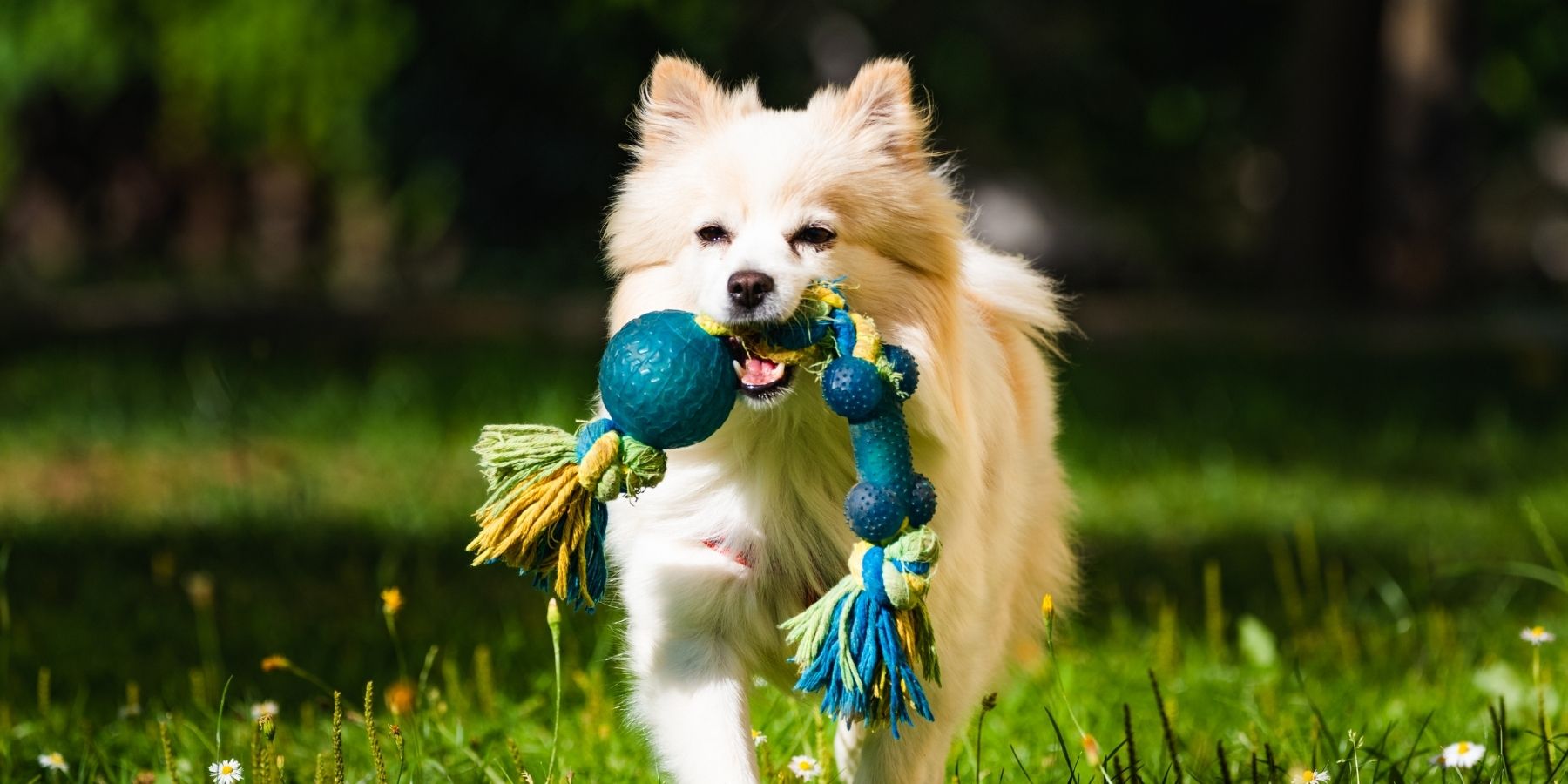 What Toys Are Mentally Stimulating For Dogs?
